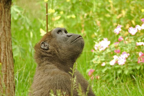 gorilla-thinking