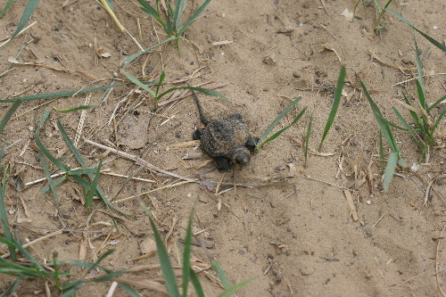 Baby snapping turtle
