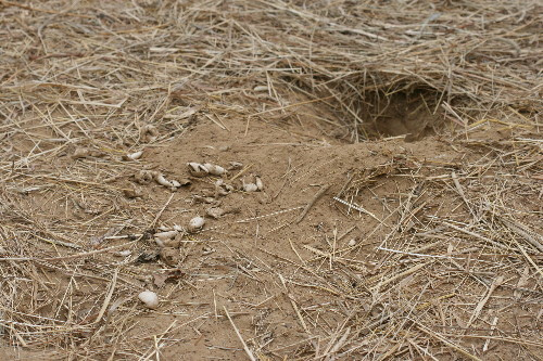 Snapping turtle nest - hatched