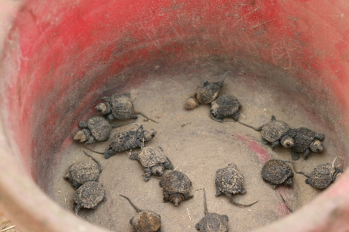 Baby snapping turtles