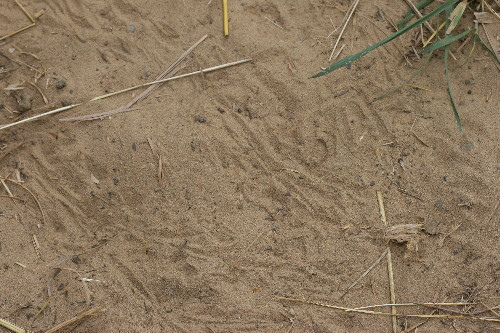 Baby snapping turtle tracks
