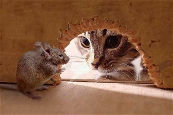 H μύτη του ποντικού σημαίνει συναγερμό στη μυρωδιά της γάτας