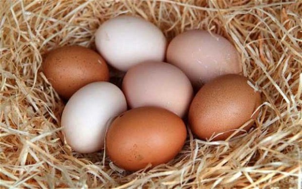 chicken eggs