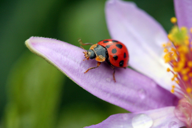 Ladybug_2