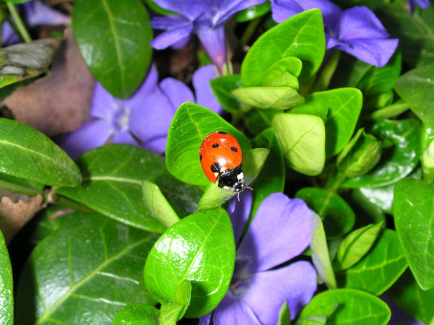 Ladybug_8