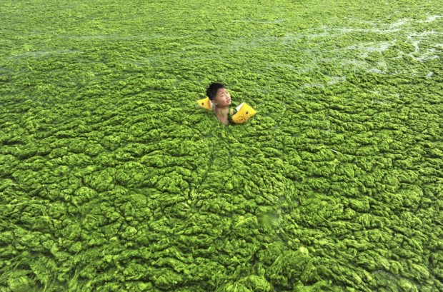 a-boy-swims-in-the-algae-filled-coastline-of-qingdao-shandong-province
