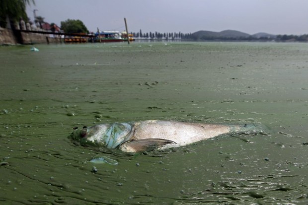 a-dead-fish-floats-in-water-filled-with-blue-green-algae-at-the-east-lake-in-wuhan-hubei-province-august-20-2012