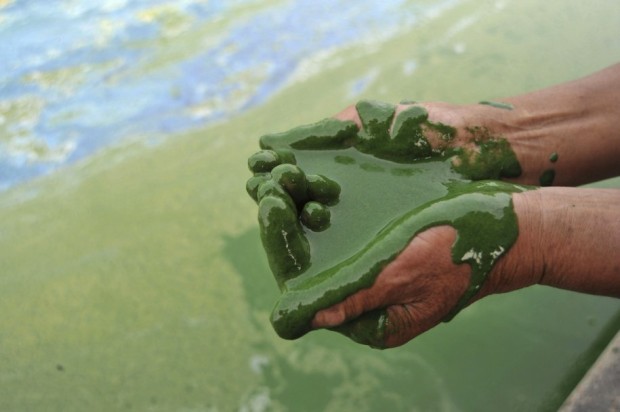a-fisherman-scoops-up-algae-filled-water-from-chaohu-lake-in-hefei-anhui-province-june-16-2009