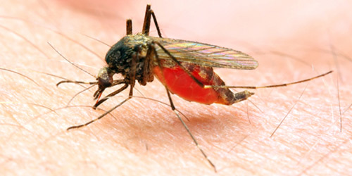 http://www.diakonima.gr/wp-content/uploads/2013/06/anopheles_mosquito3.jpg