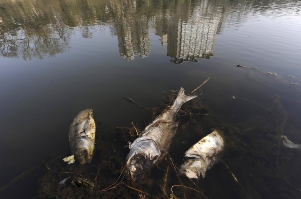 dead-fish-are-seen-floating-on-a-polluted-river-in-hefei-anhui-province