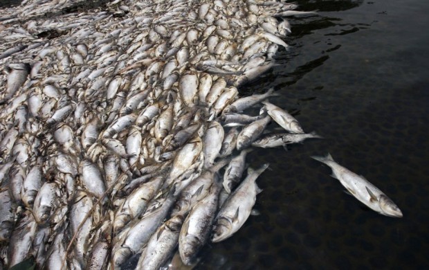 dead-fish-attributed-to-sewage-are-seen-at-a-pond-on-the-outskirts-of-wuhan-hubei-province-on-april-21-2009