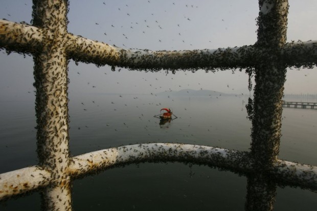 gnats-cover-railings-along-the-east-lake-in-wuhan-hubei-province-in-november-2009-the-small-flies-appear-in-the-lake-because-of-water-pollution-and-will-leave-when-the-temperature-drops