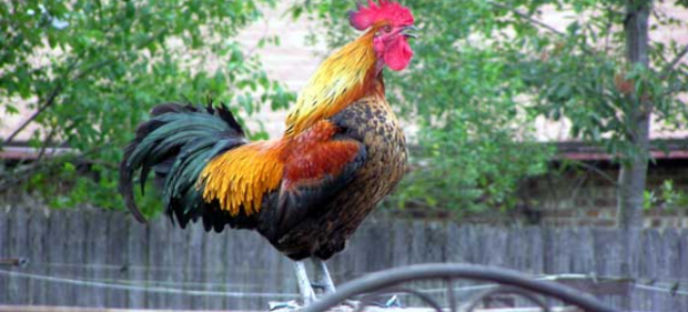 rooster-660