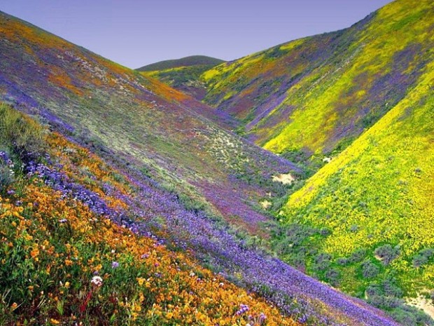 Valley of Flowers in the Himalayas, India tourism destinations