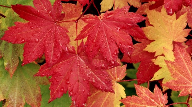 1920x1080-vine-maple-leaves-in-autumn