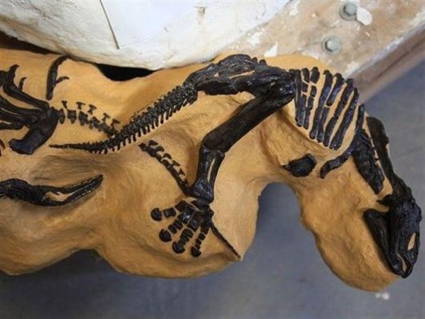 Το εντυπωσιακό απολίθωμα με την πάλη των δύο δεινοσαύρων έχει διατηρηθεί στο πέρας εκατομμυρίων ετών