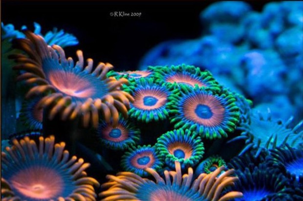 Coral_Photography_1