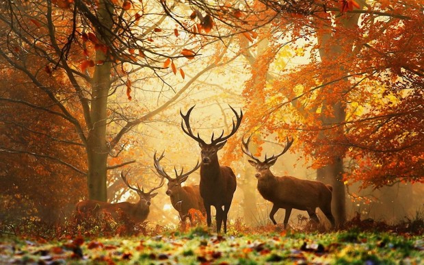 Deers-Autumn