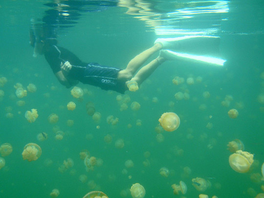 Jellyfish_Lake_21