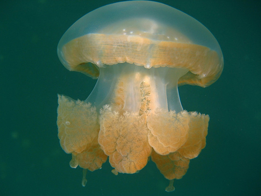 Jellyfish_Lake_9