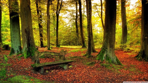 beautiful_forest_autumn-wallpaper-1280x720
