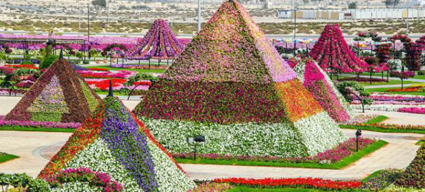 45 εκατομμύρια λουλούδια Ποιος τρελός θα σκεφτόταν να φτιάξει ένα κήπο στην έρημο; Και μάλιστα να αποτελείται από 45 εκατομμύρια λουλούδια; Οι «τρελοί» βρέθηκαν στο Ντουμπάι και έφτιαξαν τους πιο θαυματουργούς κήπους- δεν είναι τυχαίο πως ονομάζονται Miracle- όπου οι επισκέπτες μαγεύονται από τα χρώματα και τα σχέδια. 