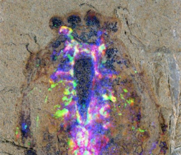 Το νευρικό σύστημα στο κεφάλι του απολιθώματος όπως αποκαλύπτεται με τις συνδυασμένες απεικονίσεις της μικροσκοπίας και της αξονικής τομογραφίας (Φωτογραφία N. Strausfeld/University of Arizona)