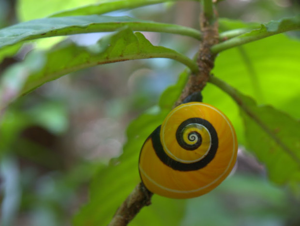 Φωτογραφία c.perez-penichet