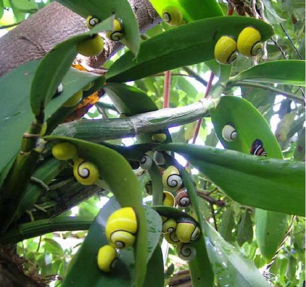 Baracoa-Polimitas (1)