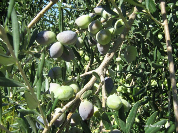 Olive tree for food