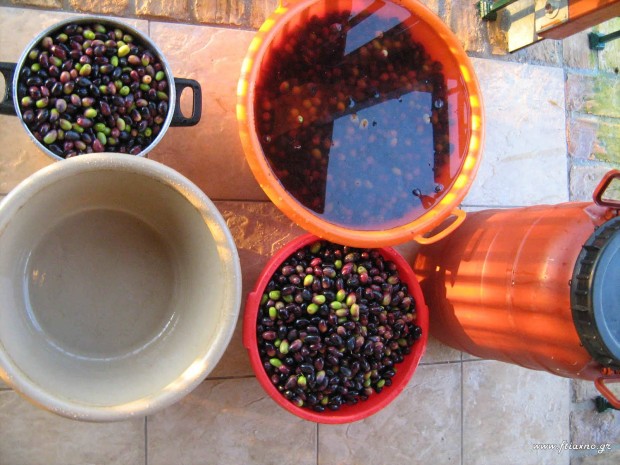 Olives Kalamon in pots