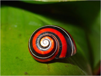 Polymita picta caracol pintado arcoiris 3 (1)