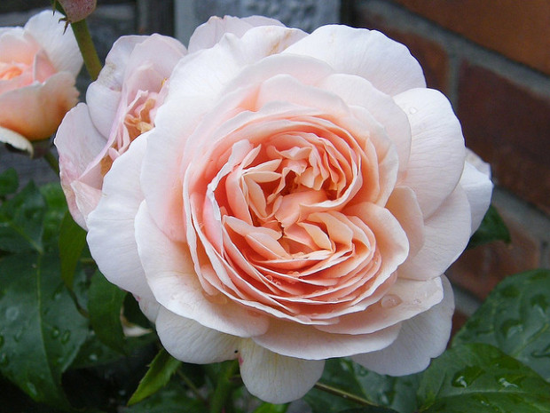 Juliet Rose Γνωστή για την κομψότητα της, η Juliet Rose εισήχθη πρόσφατα στην αγορά, και πιο συγκεκριμένα κατά τη διάρκεια της RHS Chelsea Flower Show στο Λονδίνο το 2006. Ο δημιουργός του David Austin χρειάστηκε 25 ολόκληρα χρόνια ερευνών και για το λόγο αυτό το σπάνιο λουλούδι του αποτιμάται σε 500.000 ευρώ ανά μπουκέτο.