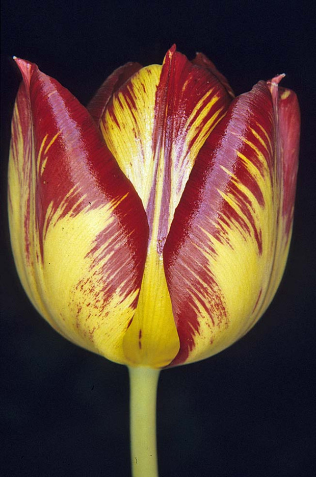 17th Century Tulip Bulb Κατά τη διάρκεια του 17ου αιώνα αυτό το λουλούδι κόστιζε περίπου 10.000 φιορίνια (5.500 ευρώ) ανά δέσμη, λόγω της σπανιότητάς του και της μοναδικής εμφάνισης. Το κόστος σήμερα είναι περίπου 850 ευρώ ανά δέσμη!