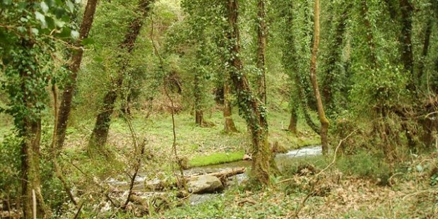 Ο ποταμός Κάστορας, στα δάση του Βόρειου Ταΰγετου