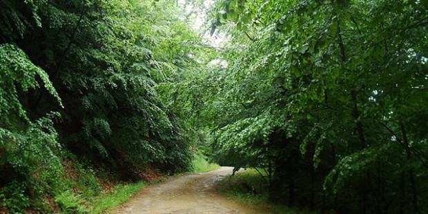 Το δάσος της Χαϊντούς, «μοιρασμένο» μεταξύ Ξάνθης και Δράμας