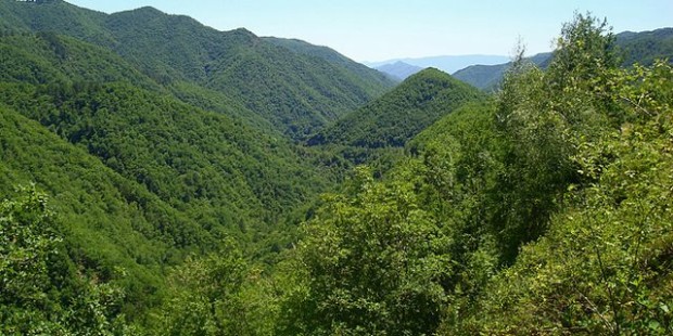 Το δάσος της Ελατιάς, περισσότερο γνωστό ως Καρά Ντερέ, στο νομό Δράμας