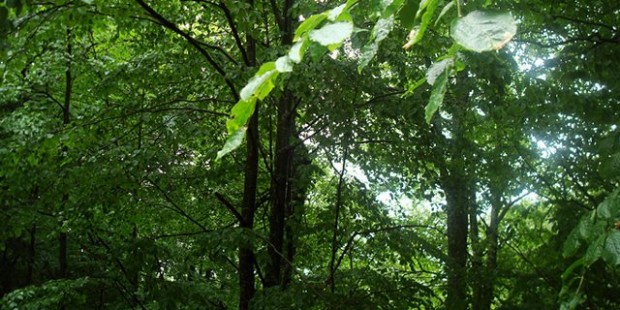 Το παρθένο δάσος του Φρακτού, στο νομό Δράμας