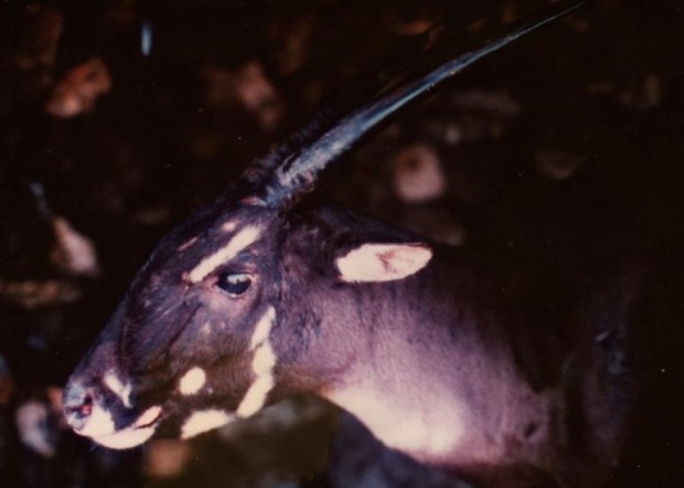 Η Saola χαρακτηρίζεται από ασυνήθιστα μακρά κέρατα που μπορεί να είναι 50 ίντσες μακρύ και λευκά σημάδια του προσώπου. Sarah Bladen / WWF