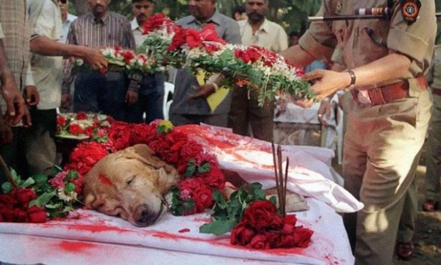  Η κηδεία του Zanjeer του σκύλου που έσωσε χιλιάδες ζωές κατά τη διάρκεια των εκρήξεων στη Βομβάη τον Μάρτιο του 1993. Ο  Zanjeer κατάφερε να εντοπίσει πάνω από 3.329 κιλά εκρηκτικής ύλης RDX , 600 πυροκροτητές , 249 χειροβομβίδες και 6406 πυρομαχικά. Κηδεύτηκε με τιμές το 2000.