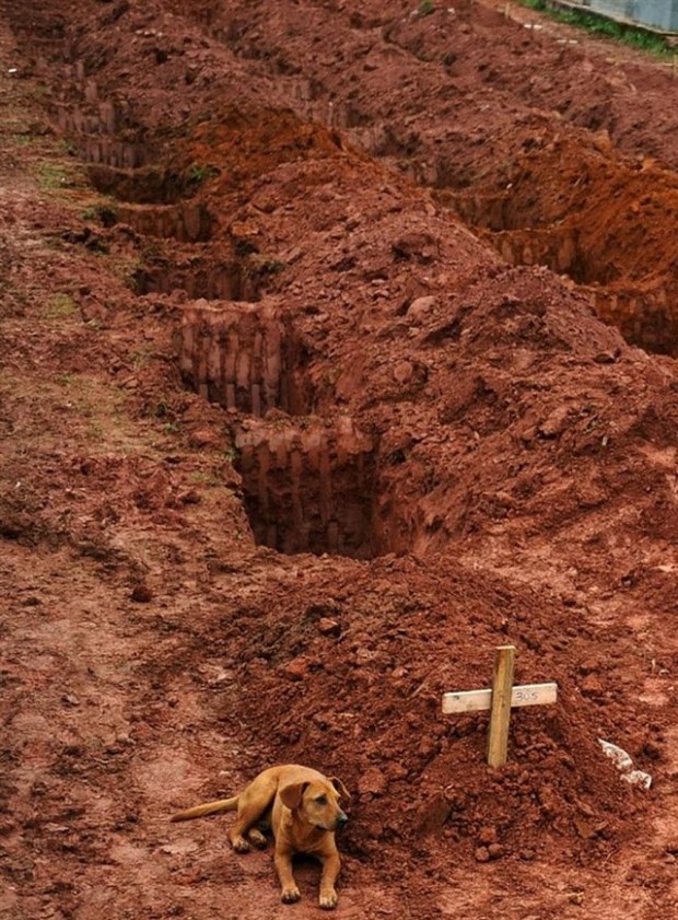 Ένα σκυλί με το όνομα » Leao » κάθεται για δεύτερη συνεχόμενη ημέρα στον τάφο του ιδιοκτήτη του, ο οποίος πέθανε στις καταστροφικές κατολισθήσεις κοντά στο Ρίο ντε Τζανέιρο το 2011 .