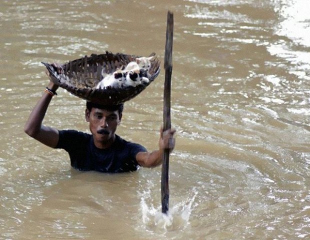 Κατά τη διάρκεια μαζικών πλημμυρών στη πόλη Cuttack, της Ινδίας, το 2011, ένας ηρωικός χωρικός έσωσε πολλές αδέσποτες γάτες από το θάνατο χρησιμοποιώντας ένα καλάθι στο κεφάλι του