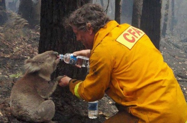 Ένας πυροσβέστης δίνει νερό σε ένα κοάλα κατά τις καταστροφικές πυρκαγιές στη Βικτώρια της Αυστραλίας , το 2009 