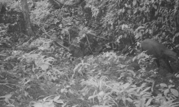 Φωτογραφική μηχανή συναρμογής φωτογραφία που τραβήχτηκε στις 7 Σεπτεμβρίου 2013 νωρίς το βράδυ δείχνει μια ενιαία Saola κινούμενο κατά μήκος ενός βραχώδη κοιλάδα δάσος ρεύμα σε μια απομακρυσμένη γωνιά των βουνών της Κεντρικής Annamite του Βιετνάμ.  WWF-Βιετνάμ