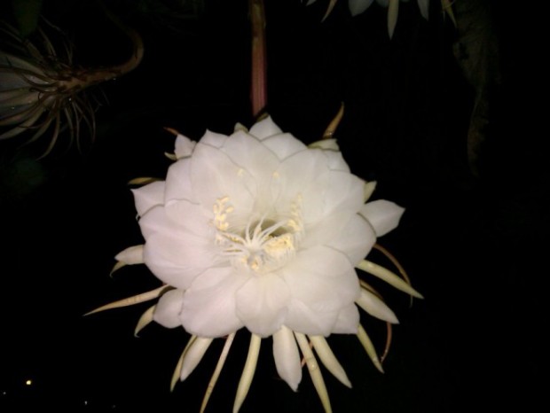Kadupul Flower Το πιο ακριβό λουλούδι στον κόσμο, με τιμή… ανεκτίμητη! Ανθίζει συνήθως γύρω στα μεσάνυχτα, παράγει ένα πολύ γλυκό άρωμα και πεθαίνει την αυγή. Επιπλέον, είναι εξαιρετικά δύσκολο να το κόψει κάποιος από το βλαστό χωρίς να προκληθεί ζημιά.