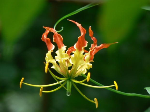 Glorosia Πολύ δημοφιλής για τη μοναδική εμφάνισή της, αποτελεί ιθαγενές λουλούδι της Νοτίου Αφρικής. Η τιμή του κυμαίνεται από 5-10 ευρώ για κάθε λουλούδι.