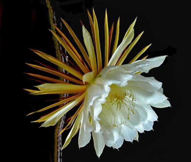  Shenzhen Nongke Orchid Αναπτύχθηκε από Κινέζους επιστήμονες στο εργαστήριο του Shenzhen Nongke University το 2005. Χρειάστηκαν οκτώ χρόνια γεωργικής έρευνας ώστε να δημιουργηθεί, ενώ ανθίζει κάθε 5 χρόνια. Γι ‘αυτό, όταν πωλήθηκε σε δημοπρασία, η τιμή του άγγιξε τα 200.000 ευρώ!
