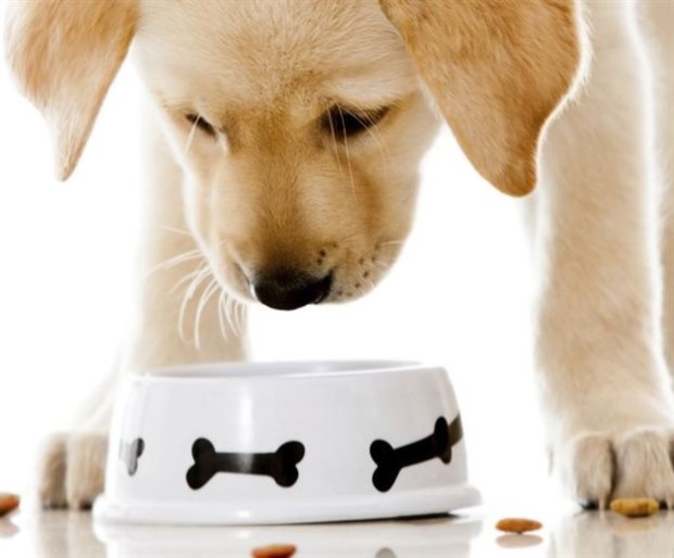 Ποιος είπε πως οι σκύλοι τρώνε ό,τι κι ό,τι; Σύμφωνα με νέα μελέτη από την Αργεντινή, τα έξυπνα τετράποδα «διαβάζουν» τη νοστιμιά του φαγητού τους στα χείλη του ιδιοκτήτη τους