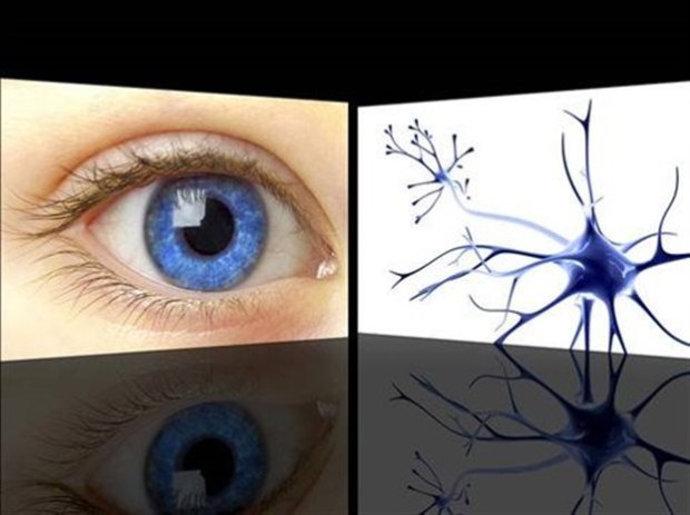 Η απώλεια των νευρικών κυττάρων του αμφιβληστροειδούς συνιστά αιτία απώλειας της όρασης