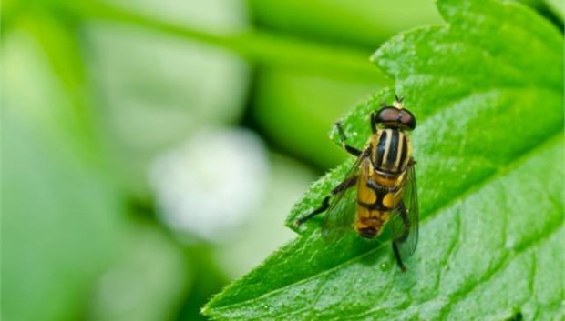 Οι επιστήμονες τονίζουν πως τα έντομα όπως η φρουτόμυγα της φωτογραφίας ζουν εκεί όπου αντέχουν την υψηλότερη και τη χαμηλότερη θερμοκρασία